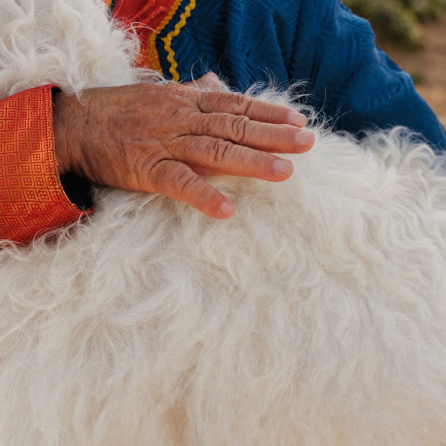Cashmere fibers being collected by hand