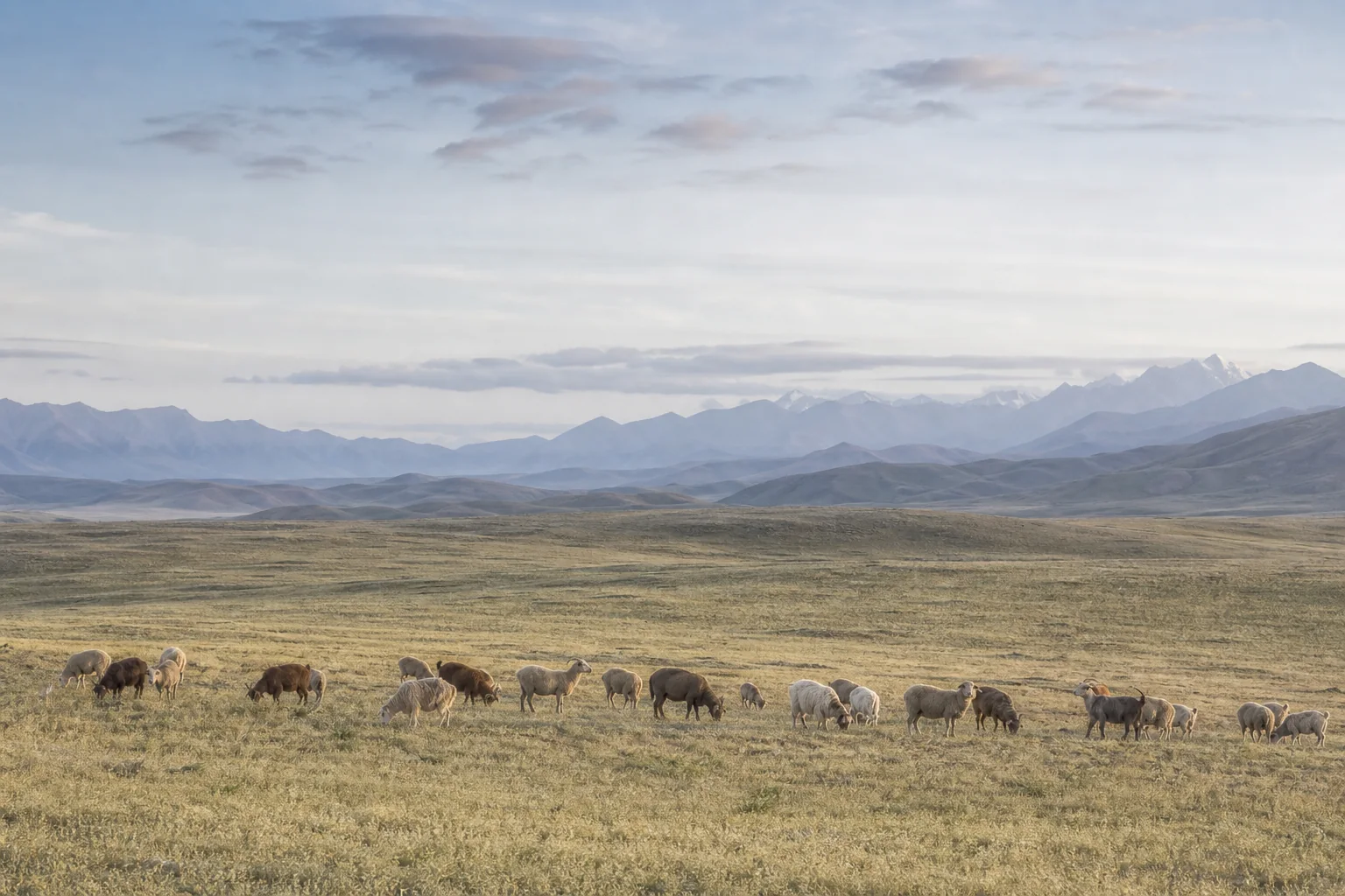 Sheep and cashmere goats grazing across an open grassland landscape